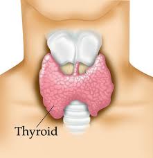 Tiroidite di Hashimoto : sintomi diagnosi e terapia naturale .